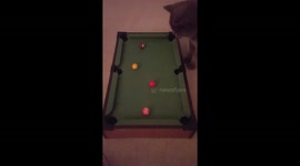 Cat Plays Snooker / Pool