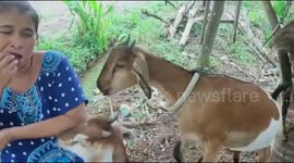Woman in Indonesia feeds her two pet goats