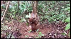 The Asia Golden Cat Dead After Being Trapped Pigs Trap in Indonesia
