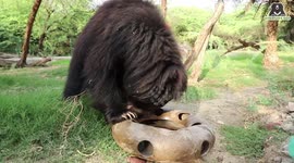 Sloth Bear Plays with Tyre