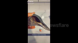 Woman brings home shell collected from beach only to discover it's alive