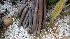 Tree with unusual root