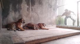 Treating children tiger practice baby tiger to attack