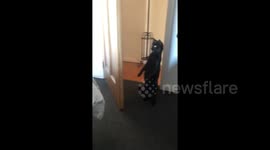Cat left utterly disturbed by owners' new puppy