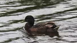 Duck Goes For A Swim