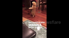 'Shakira, Shakira!' Dog in New Mexico WIGGLES its body for snacks