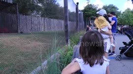Cheetah gets injured during running demonstration.