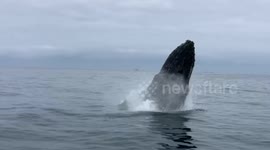 Amazingly close breach from humpback whale in Southern California