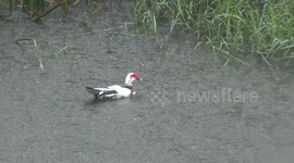 A duck on a pond during a very heavy downpour.