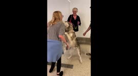 Dog loses her mind in happiness when her parents comes home at the airport!