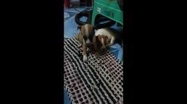 Adorable puppy