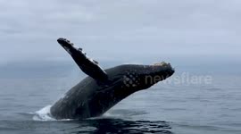 Amazing moment whale breaches just feet from boatload of tourists in California