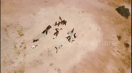 Wild horses from the above