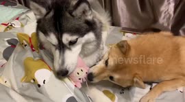Two pups play tug of war over stuffed pig toy