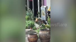 Hot Dog Cools Down In Garden Fountain