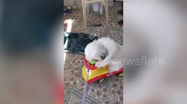 Shih Tzu Puppy Cruises In Toy Car