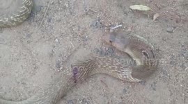 Cobra injured in dog attack rescued by fire officials in India