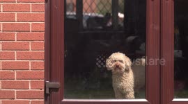 Dog desperate to go outside