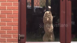 Dog wants to go outside to play