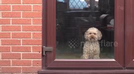 Dog looks longingly out of the back door