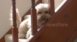 Cockapoo dog lies on the stairs, wagging her tail.