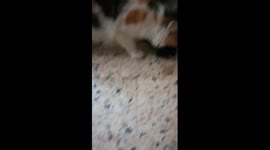 Mummy Moves Her Born Kitty
