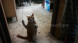 Old Kitty Knows How To Spend Time In House Quarantine