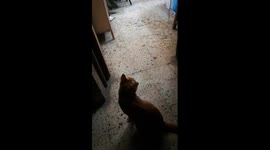 Owner Made Robe Game To His Cat