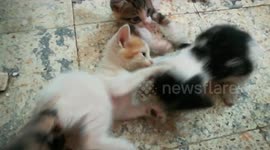 Triplets kitty fight