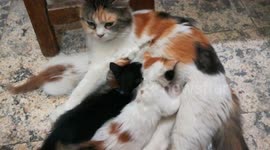 Triplets Milk Time With Mummy