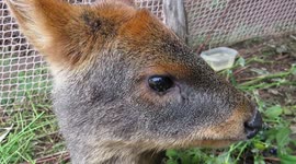 An adorable dog-sized deer