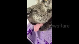 Babies reaction to Great Dane