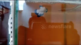 Blurim fish need to mate