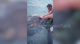 Fishermen rescue leatherback turtle stuck in net on a beach in the Philippines