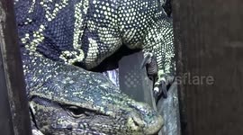 Animal catchers wrestle with aggressive monitor lizard found in family's wardrobe