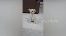 Adorable Pet Shih Tzu Asks Owner For Treats