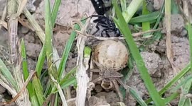 Spider Wasp Carries Victim Into Nest In Durham, UK
