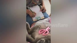 Toddler Plays Doctor With Patient Pet Cat