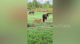 Horse stays perfectly calm while dogs bark at him