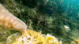 Wild octopus snatches diver's camera and takes a selfie