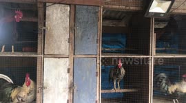 Chickens Have Multilevel Sounds