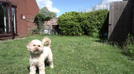 Cockapoo dog playing with ball in the back garden