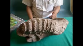 Five-million-year-old elephant fossil discovered in north India