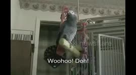 African Grey Parrot is a Cage Fighter