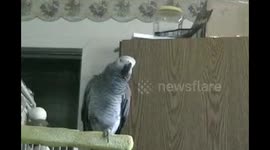 We Don't Need No Stinking Badges - by African Grey Parrot