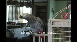 Hilarious African Grey Parrot