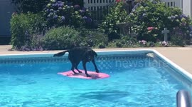 Dog keeps better balance than most humans when surfing across owner's pool