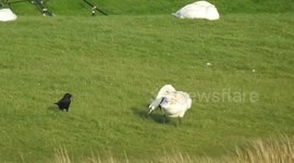 Swan Warns Off Incoming Birds