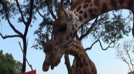 Meeting Giraffes up close and personal in the Uganda Wildlife Conservation Education Centre, Entebbe, Uganda