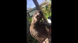 Magpie gets confused at her reflection in phone case